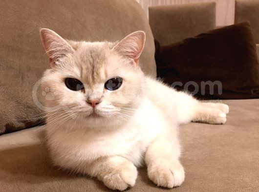 Yetişkin Beyaz British Shorthair Secereli görsel