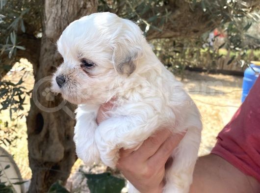 Çiftlikten Irk Garantili  Maltese Terier Yavrular görsel