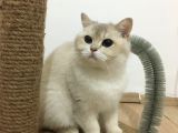 Yetişkin Beyaz British Shorthair Secereli