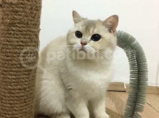 Yetişkin Beyaz British Shorthair Secereli görsel