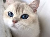 Yetişkin Beyaz British Shorthair Secereli