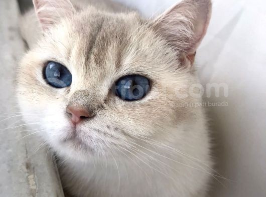 Yetişkin Beyaz British Shorthair Secereli görsel