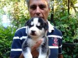 Mavi̇ Gözlü Sibirya Mama Ve Malzeme Kampanyali