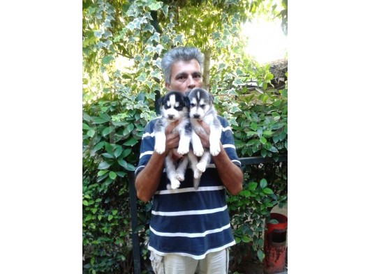 Mavi̇ Gözlü Sibirya Mama Ve Malzeme Kampanyali görsel