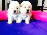 Ayi Kafa Chow Chow Yavrulari Mama Ve Malzeme Kampanyali
