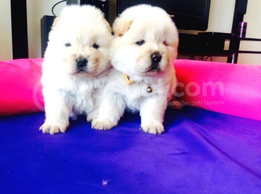 Ayi Kafa Chow Chow Yavrulari Mama Ve Malzeme Kampanyali görsel