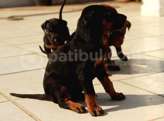 King Doberman Yavrulari Mama Ve Malzeme Kampanya Li görsel