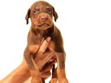 King Doberman Yavrulari Mama Ve Malzeme Kampanya Li