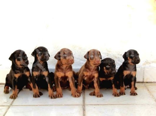 King Doberman Yavrulari Mama Ve Malzeme Kampanya Li görsel