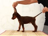 King Doberman Yavrulari Mama Ve Malzeme Kampanya Li