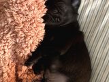 Safkan Si̇hay Pug Yavrulari