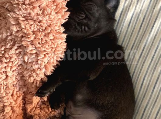 Safkan Si̇hay Pug Yavrulari görsel