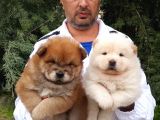 Ayi Kafa Chow Chow Yavrulari Mama Ve Malzeme Kampanyali