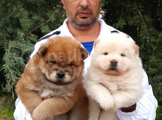 Ayi Kafa Chow Chow Yavrulari Mama Ve Malzeme Kampanyali