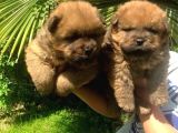 Ayi Kafa Chow Chow Yavrulari Mama Ve Malzeme Kampanyali