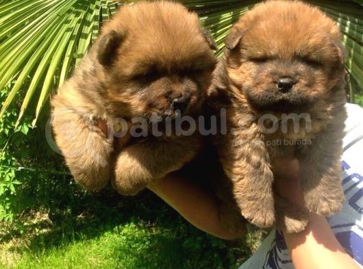 Ayi Kafa Chow Chow Yavrulari Mama Ve Malzeme Kampanyali görsel