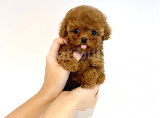 Safkan A Kalite Poodle Yavrularimiz