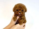 Safkan A Kalite Poodle Yavrularimiz