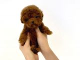 Safkan A Kalite Poodle Yavrularimiz