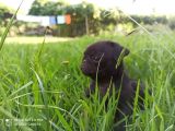 Gül Kuyruk Siyah Renk Safgan Pug Mops
