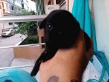 Safkan Si̇hay Pug Yavrulari