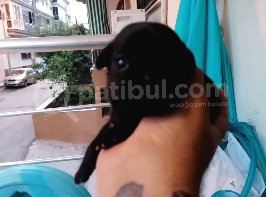 Safkan Si̇hay Pug Yavrulari görsel