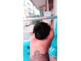 Safkan Si̇hay Pug Yavrulari
