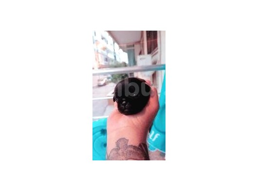 Safkan Si̇hay Pug Yavrulari