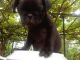Gül Kuyruk Siyah Renk Safgan Pug Mops