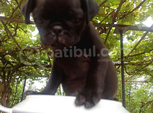 Gül Kuyruk Siyah Renk Safgan Pug Mops görsel