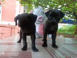 Gül Kuyruk Siyah Renk Safgan Pug Mops