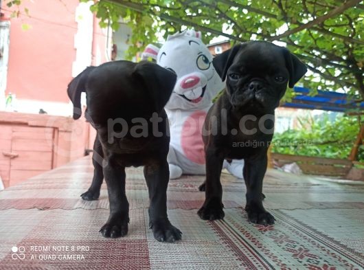 Gül Kuyruk Siyah Renk Safgan Pug Mops görsel