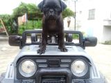 Gül kuyruk siyah renk safgan pug mops