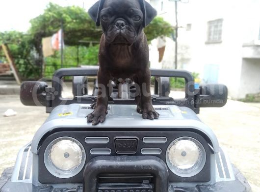 Gül Kuyruk Siyah Renk Safgan Pug Mops