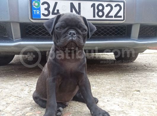 Gül Kuyruk Siyah Renk Safgan Pug Mops görsel