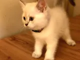 Pamuk Gibi Saf Kan Irk