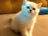 Pamuk Gibi Saf Kan Irk