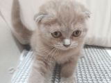 Dişi  Scottish Fold Dişi Yavru Kedi Kırık Kulak