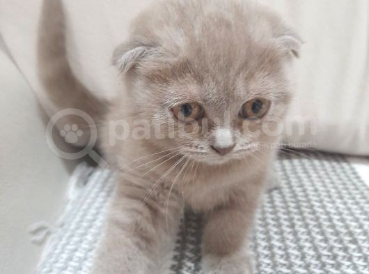 Dişi  Scottish Fold Dişi Yavru Kedi Kırık Kulak görsel