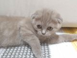 Dişi  Scottish Fold Dişi Yavru Kedi Kırık Kulak