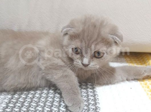 Dişi  Scottish Fold Dişi Yavru Kedi Kırık Kulak