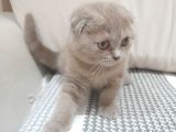 Dişi  Scottish Fold Dişi Yavru Kedi Kırık Kulak