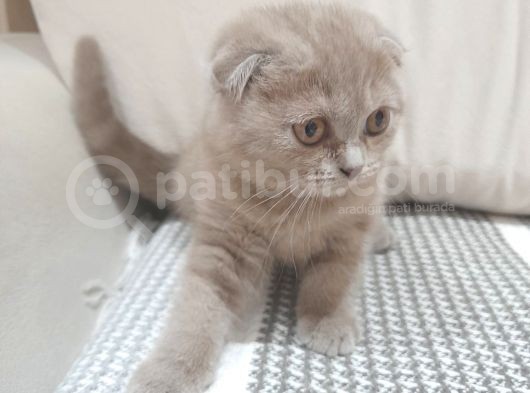 Dişi  Scottish Fold Dişi Yavru Kedi Kırık Kulak görsel