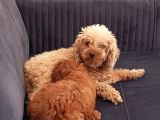 Anneliği Mükemmel Teacup Poodle
