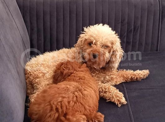 Anneliği Mükemmel Teacup Poodle görsel