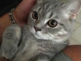 Alerjim Oldugu Için Sahiplendiriyorum