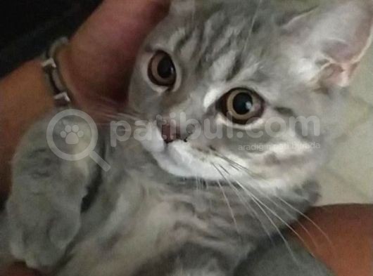 Alerjim Oldugu Için Sahiplendiriyorum görsel