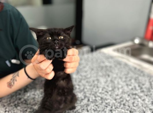 British Short Hair Yavru Acil Sahiplendirme görsel