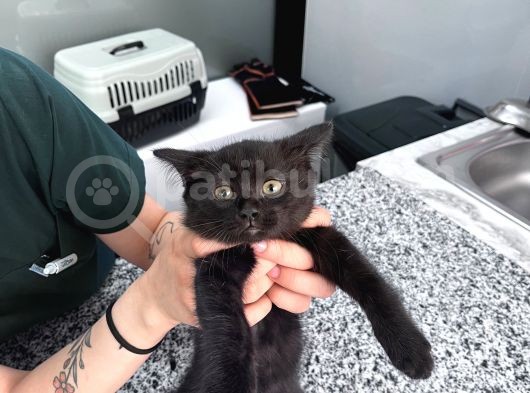 British Short Hair Yavru Acil Sahiplendirme görsel