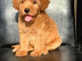 Red Di̇şi̇ Safkan Malti̇poo